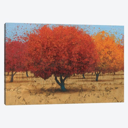 Orange Trees II Canvas Print #WAC3874} by James Wiens Canvas Art