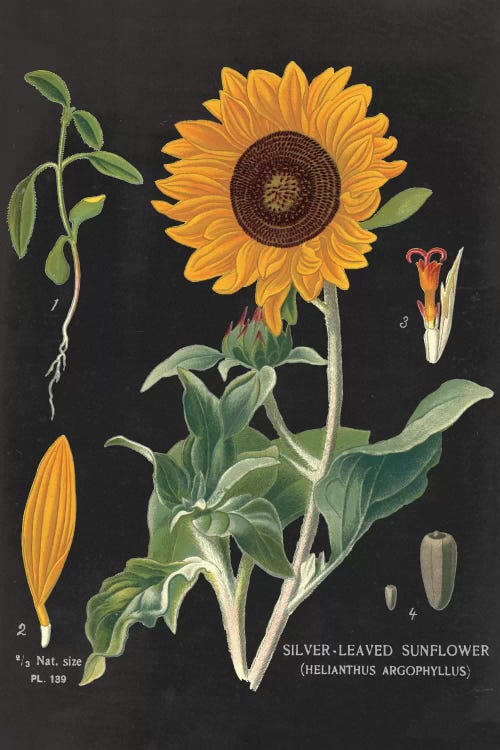 Sunflower Chart