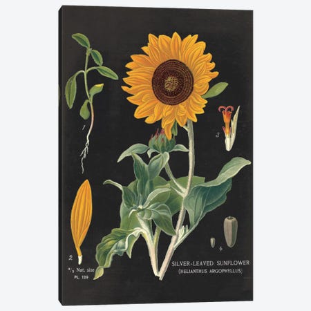 Sunflower Chart Canvas Print #WAC3962} by Sue Schlabach Canvas Print