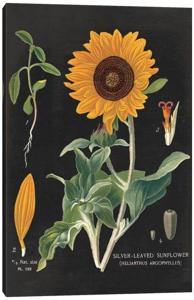 Sunflower Chart Canvas Art Print - Sue Schlabach