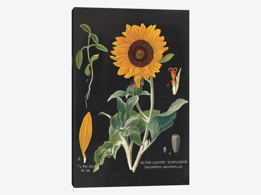 Sunflower Chart by Sue Schlabach 1-piece Canvas Artwork