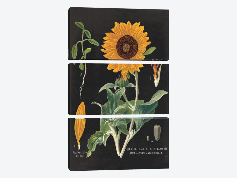Sunflower Chart by Sue Schlabach 3-piece Canvas Wall Art