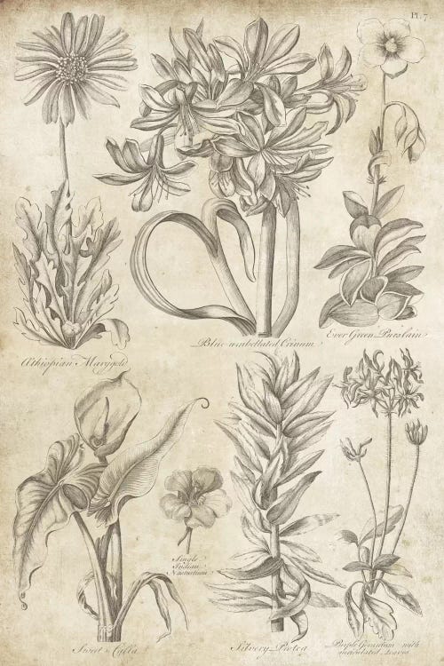 Eden Antique Bookplate I by Wild Apple Portfolio canvas print