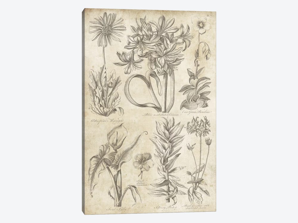 Eden Antique Bookplate I by Wild Apple Portfolio 1-piece Canvas Print