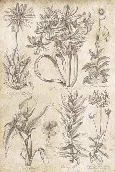 Wild Apple Portfolio: Eden Antique Bookplate I by Wild Apple Portfolio