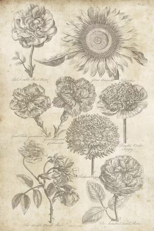 Eden Antique Bookplate II by Wild Apple Portfolio wall art