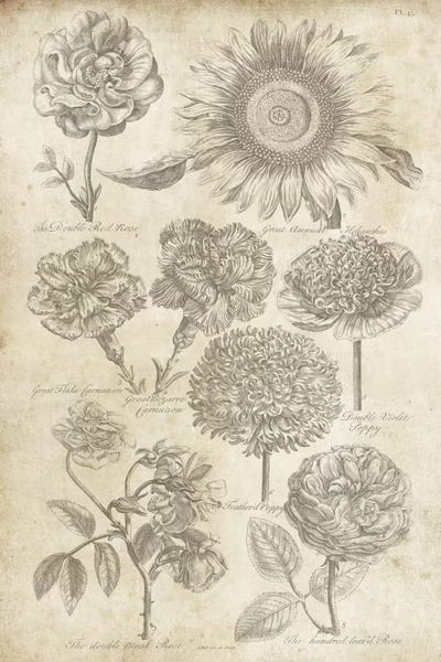 Botanical Illustrations: Eden Antique Bookplate II by Wild Apple Portfolio