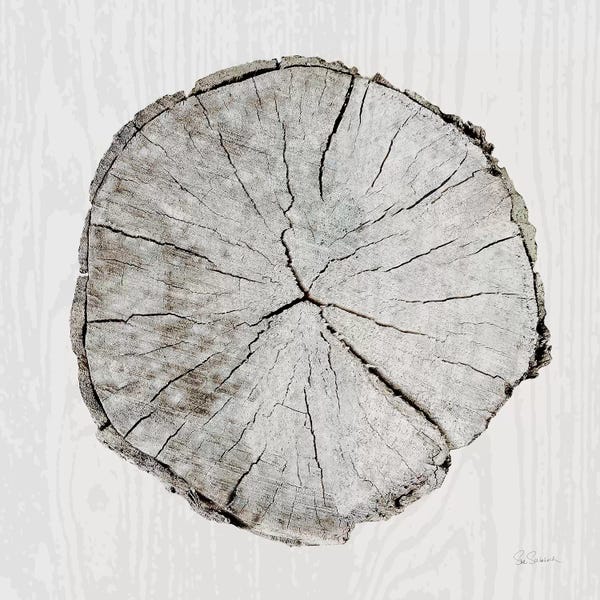 Minimalist Photography: Woodland Years I by Sue Schlabach