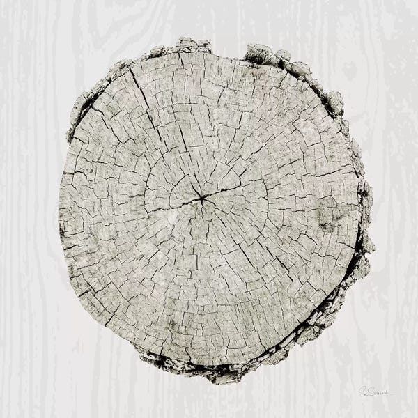 Tree Close-Ups: Woodland Years II by Sue Schlabach