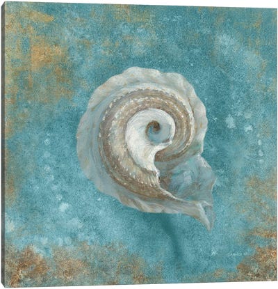 Treasures From The Sea III (Aquamarine) Canvas Art Print - Nature Close-Up Art