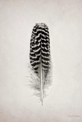 Feather I Canvas Wall Art by Debra Van Swearingen | iCanvas