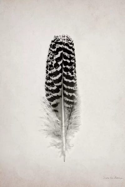 Feathers: Feather I by Debra Van Swearingen