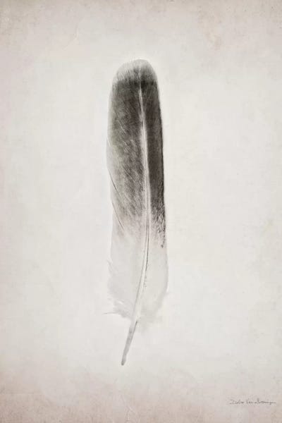 Feathers: Feather II by Debra Van Swearingen