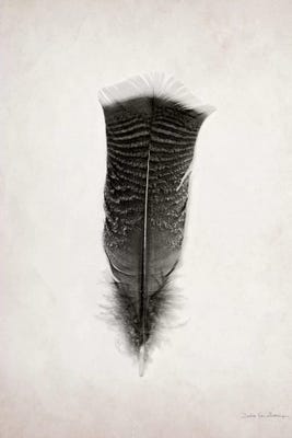 Feather III Canvas Art Print by Debra Van Swearingen | iCanvas