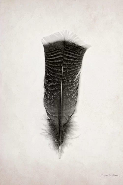 Feather III by Debra Van Swearingen wall art