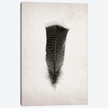 Feather III Canvas Print #WAC4034} by Debra Van Swearingen Canvas Print