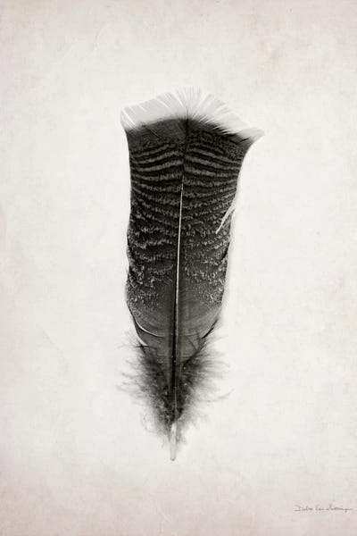 Feathers: Feather III by Debra Van Swearingen