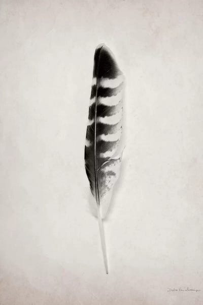 Feathers: Feather IV by Debra Van Swearingen