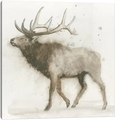 Elk Canvas Art Print - James Wiens