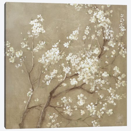 White Cherry Blossoms I Canvas Print #WAC4353} by Danhui Nai Canvas Art Print