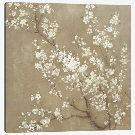 White Cherry Blossoms II Canvas Print #WAC4354} by Danhui Nai Canvas Artwork