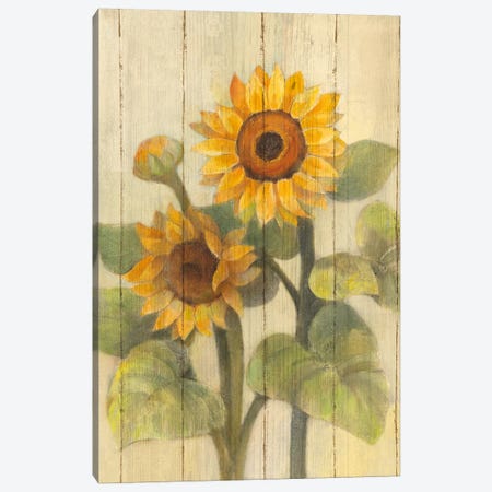Summer Sunflowers II Canvas Print #WAC4386} by Albena Hristova Canvas Art Print