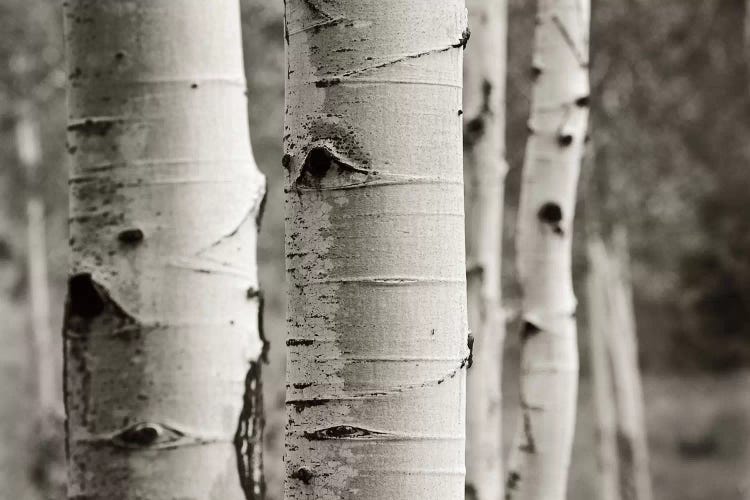 Aspens III