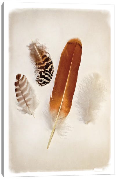 Feather Group I Canvas Art Print - Feather Art