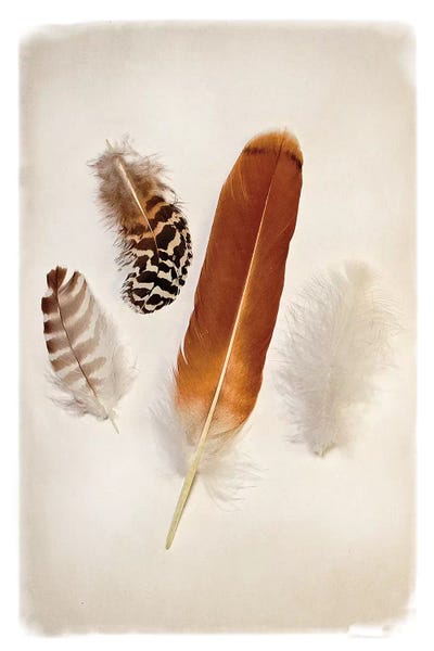 Feathers: Feather Group I by Debra Van Swearingen