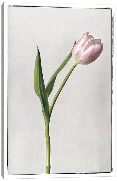 Light Tulips II Canvas Art Print - Debra Van Swearingen
