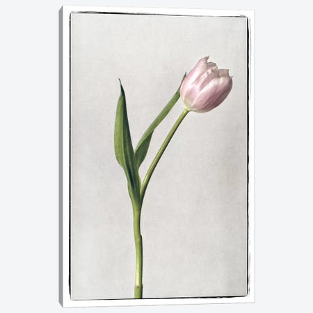 Light Tulips II Canvas Print #WAC4415} by Debra Van Swearingen Canvas Art Print