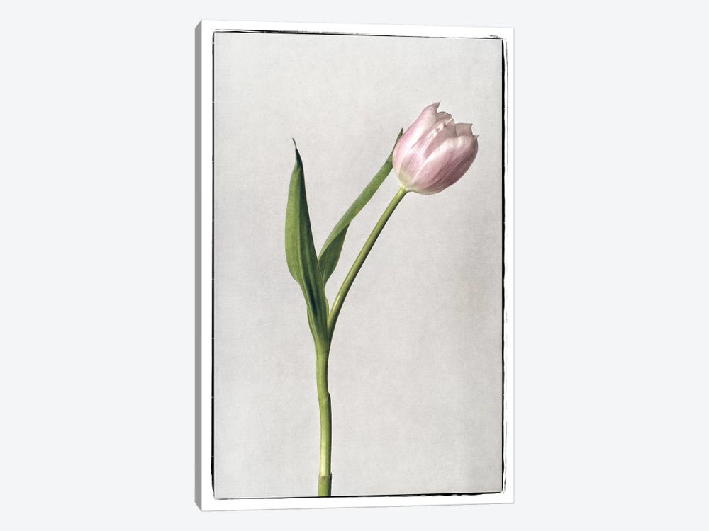 Light Tulips II by Debra Van Swearingen 1-piece Art Print