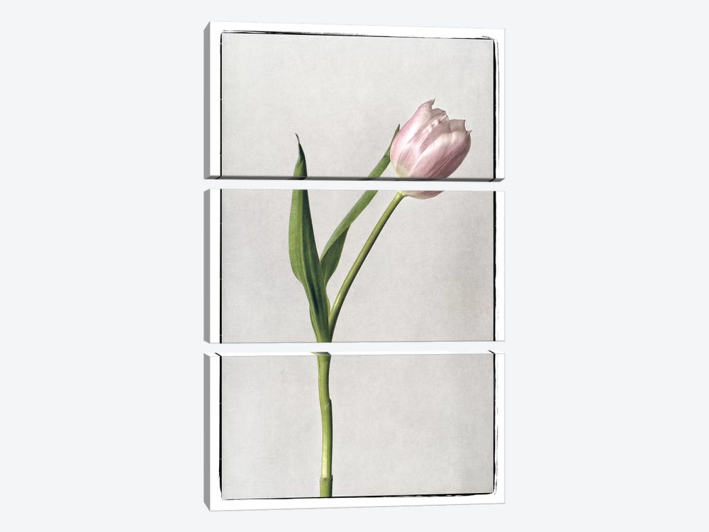 Light Tulips II by Debra Van Swearingen 3-piece Art Print
