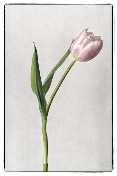 Tulips: Light Tulips II by Debra Van Swearingen