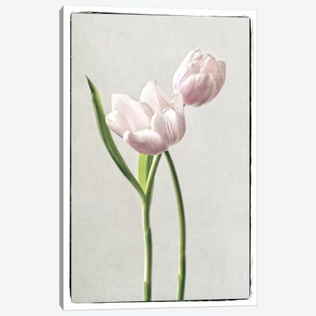Light Tulips III Canvas Print #WAC4416} by Debra Van Swearingen Canvas Print