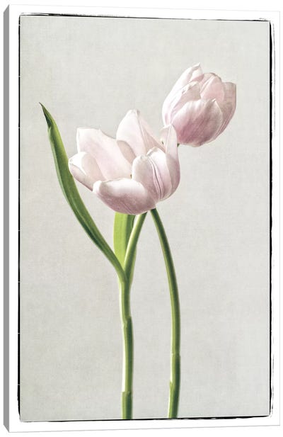 Light Tulips III Canvas Art Print - Green & Pink Art