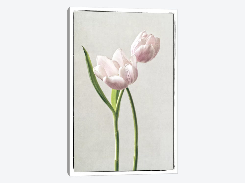Light Tulips III by Debra Van Swearingen 1-piece Canvas Wall Art