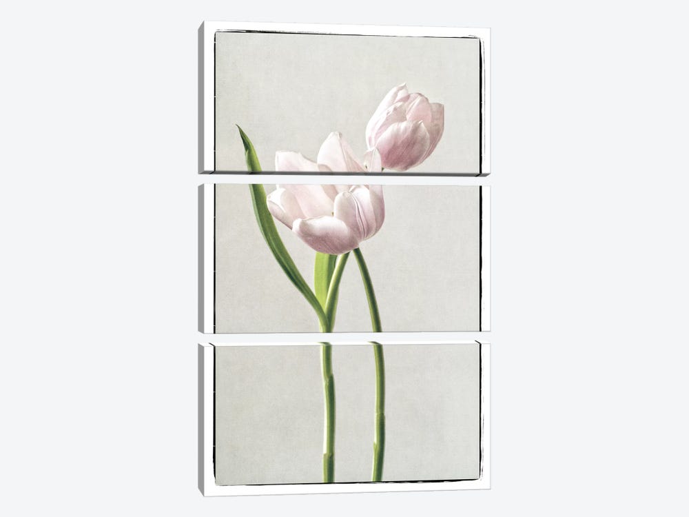 Light Tulips III by Debra Van Swearingen 3-piece Canvas Artwork