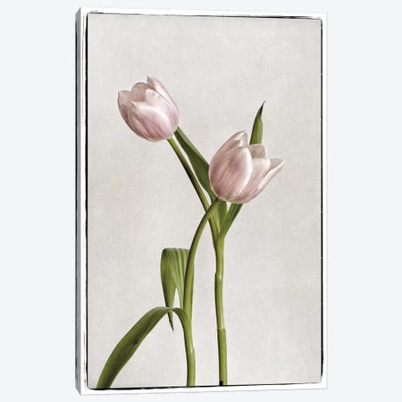 Light Tulips IV Canvas Print #WAC4417} by Debra Van Swearingen Art Print