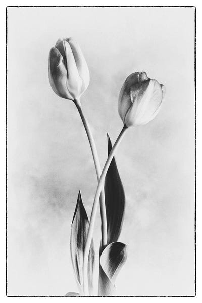 Soft Tulips IV by Debra Van Swearingen art print