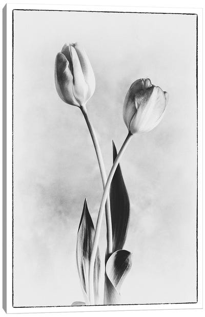Soft Tulips IV Canvas Art Print - Debra Van Swearingen