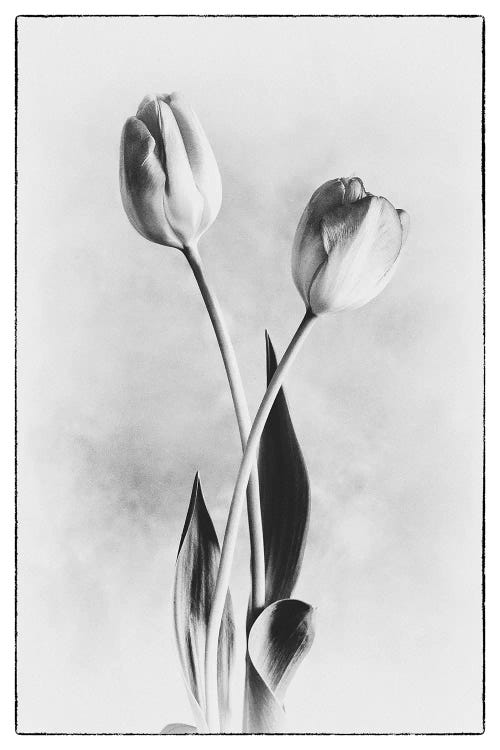 Soft Tulips IV