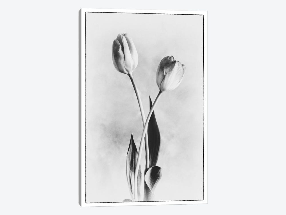 Soft Tulips IV by Debra Van Swearingen 1-piece Canvas Artwork