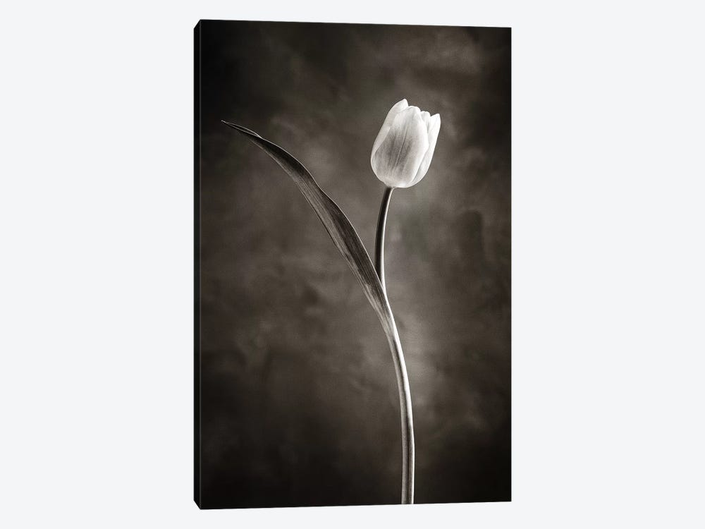 Two-tone Tulips II by Debra Van Swearingen 1-piece Canvas Art Print