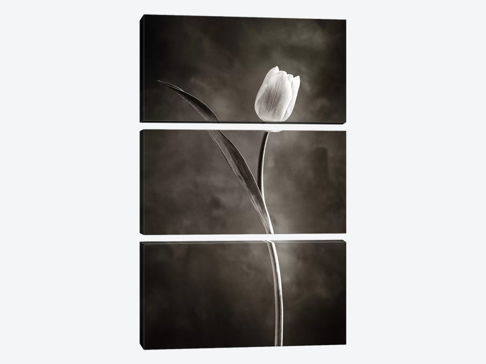 Two-tone Tulips II by Debra Van Swearingen 3-piece Art Print