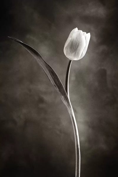 Tulips: Two-tone Tulips II by Debra Van Swearingen