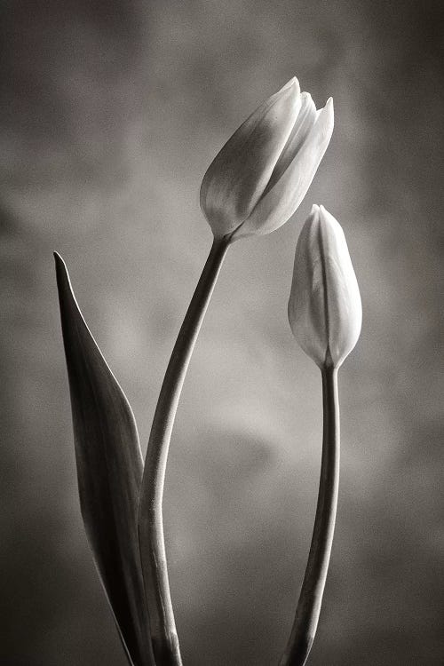 Two-tone Tulips III