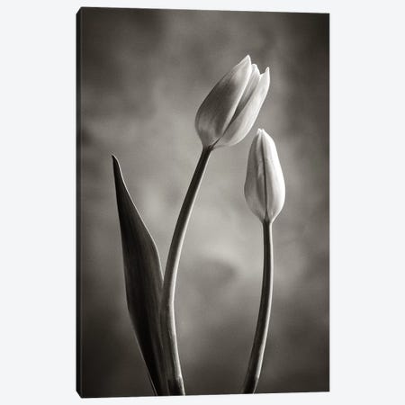Two-tone Tulips III Canvas Print #WAC4421} by Debra Van Swearingen Art Print