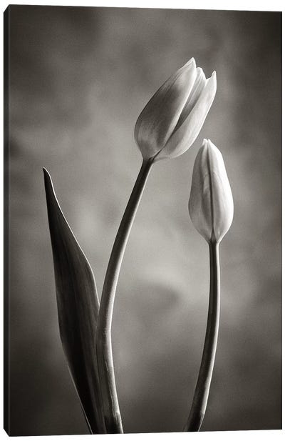 Two-tone Tulips III Canvas Art Print - Tulip Art