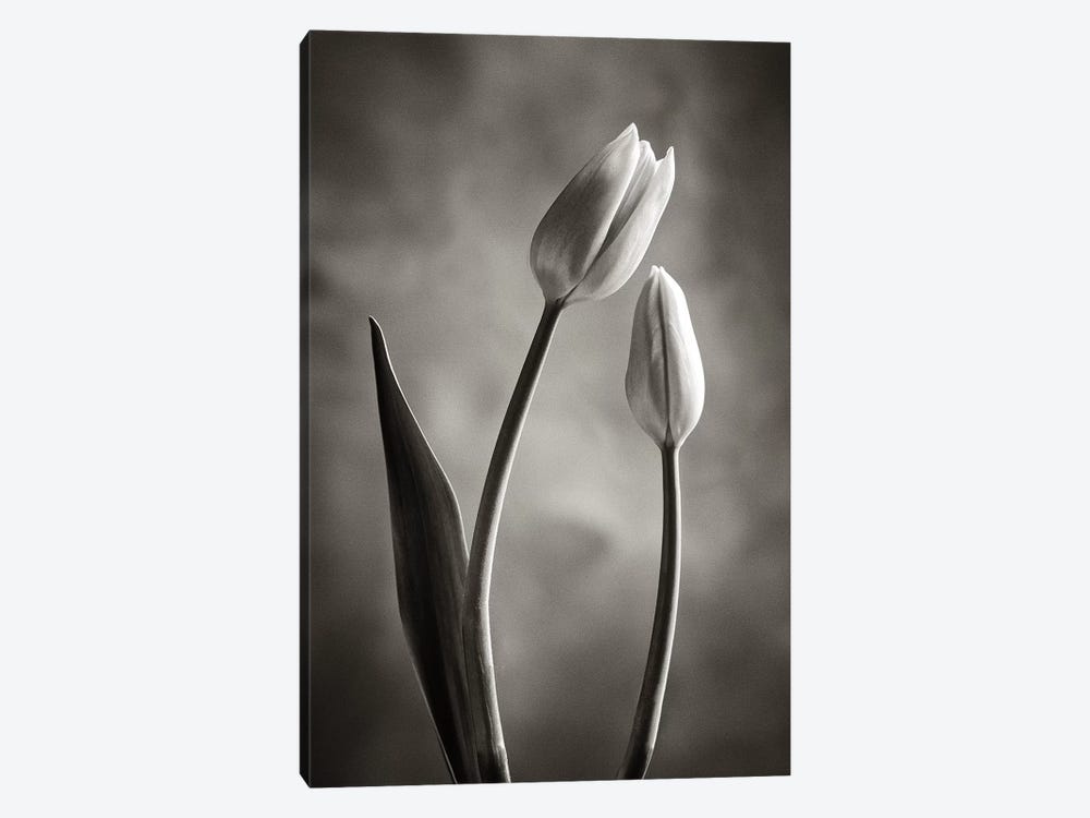 Two-tone Tulips III by Debra Van Swearingen 1-piece Canvas Art